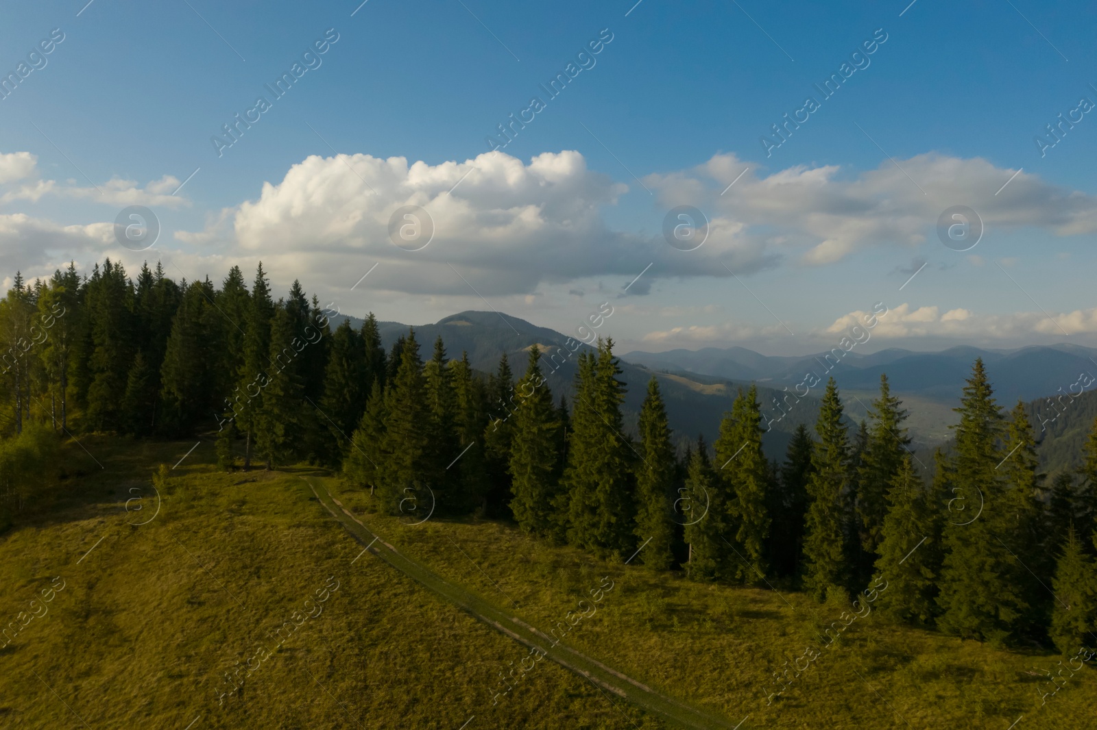 Image of Aerial view of forest and beautiful conifer trees in mountains on sunny day