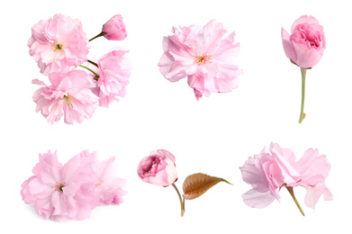 Image of Set of beautiful sakura blossoms on white background. Spring season