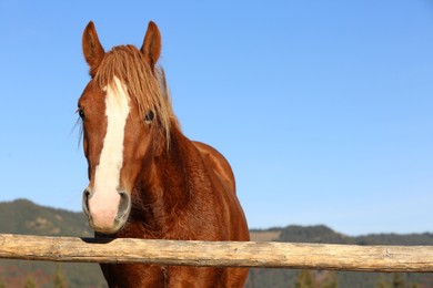 Photo of Horse near wooden paddock against blue sky. Beautiful pet