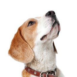 Photo of Cute Beagle dog on white background