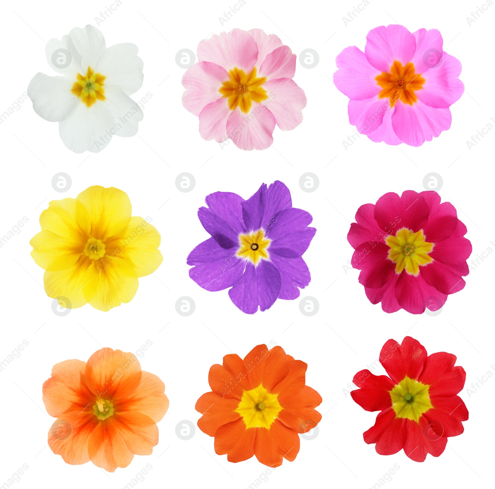 Image of Set with different beautiful primula (primrose) flowers on white background. Spring blossom