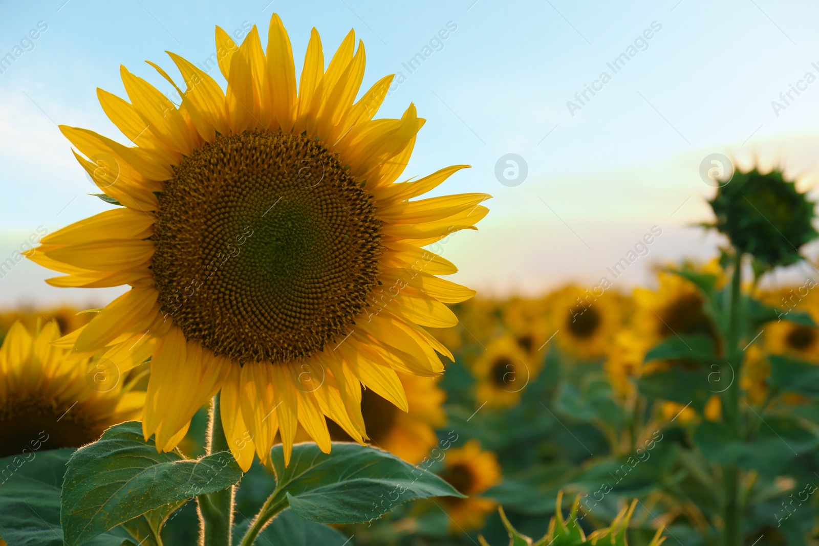 Photo of Beautiful blooming sunflower in field on summer day. Space for text