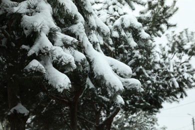 Photo of Fir tree covered with snow on winter day