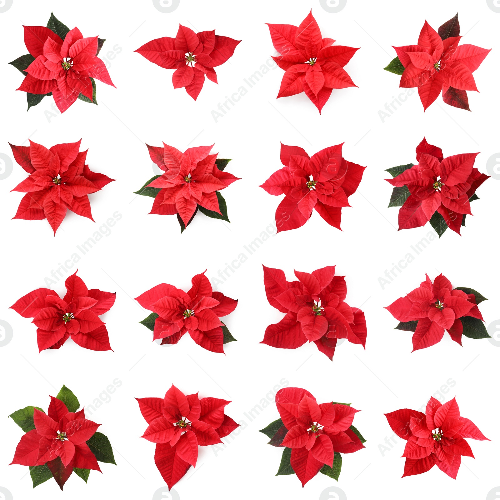 Image of Set of poinsettias on white background. top view. Christmas traditional flower