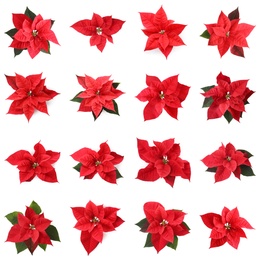 Image of Set of poinsettias on white background. top view. Christmas traditional flower