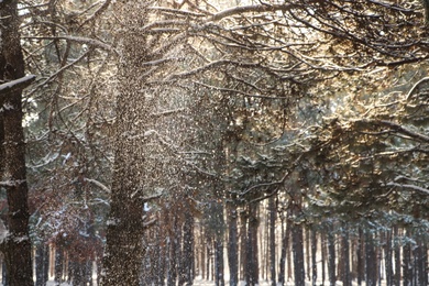 Photo of Picturesque view of snowy pine forest in winter morning