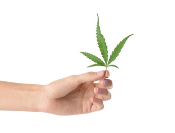 Photo of Woman holding fresh hemp leaf on white background, closeup