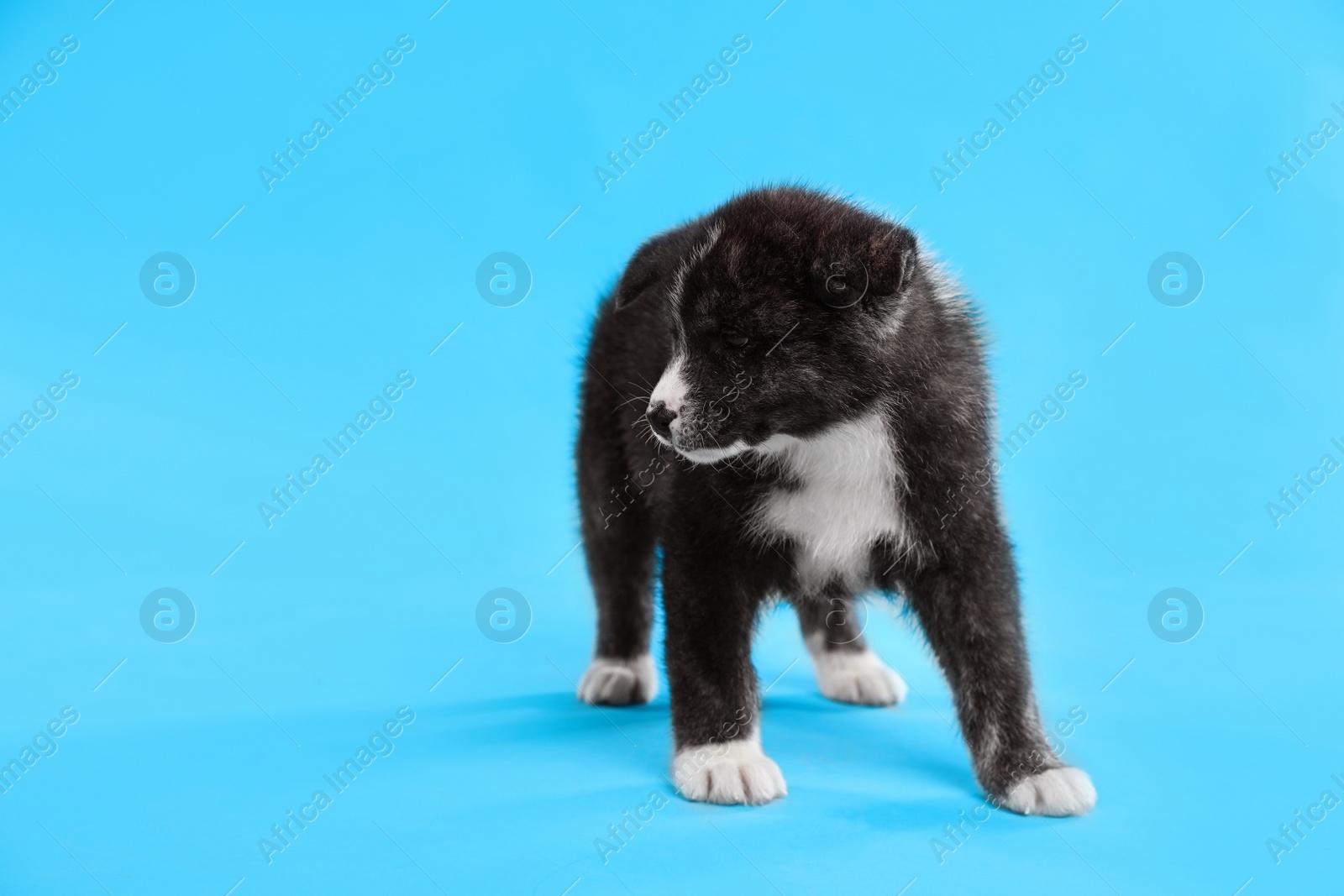 Photo of Cute Akita inu puppy on light blue background, space for text. Friendly dog