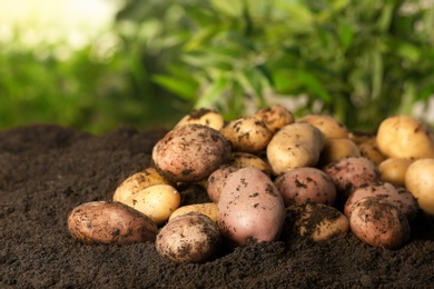 Photo of Pile of fresh organic potatoes on soil