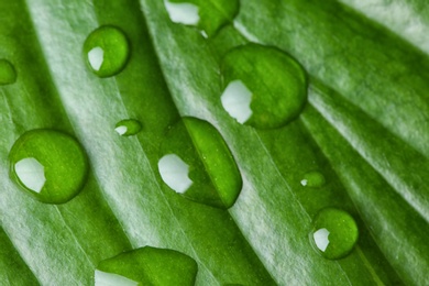 Photo of Macro view of water drops on green leaf