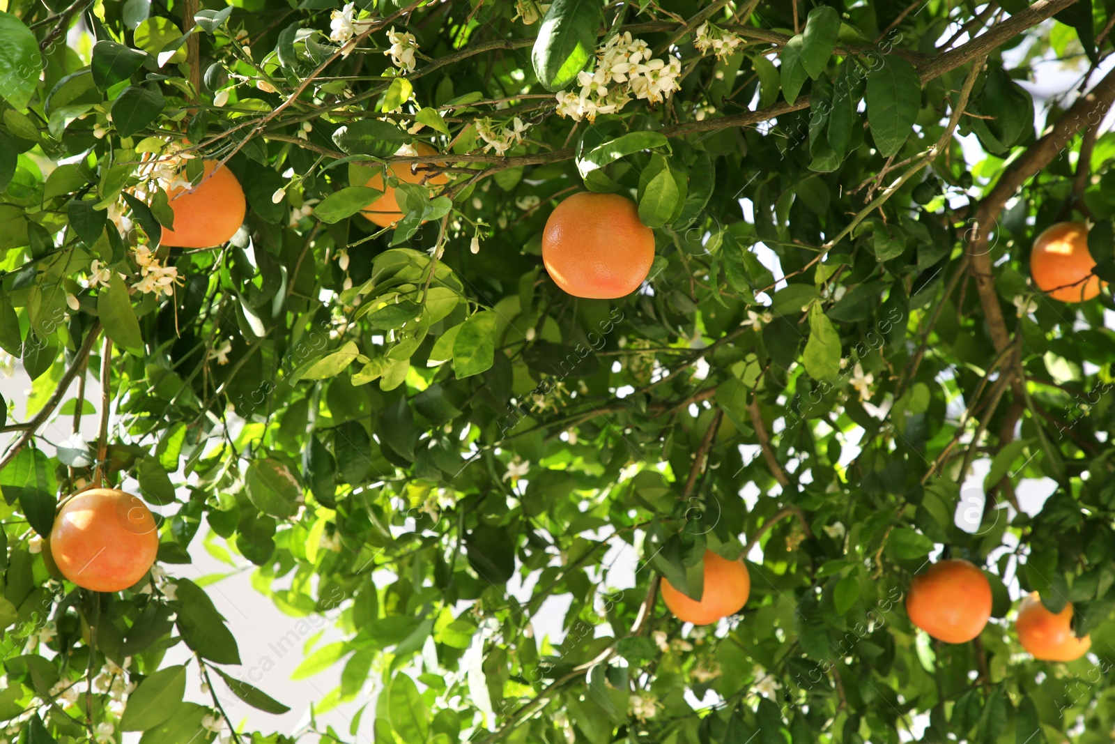 Photo of Fresh ripe grapefruits growing on tree outdoors