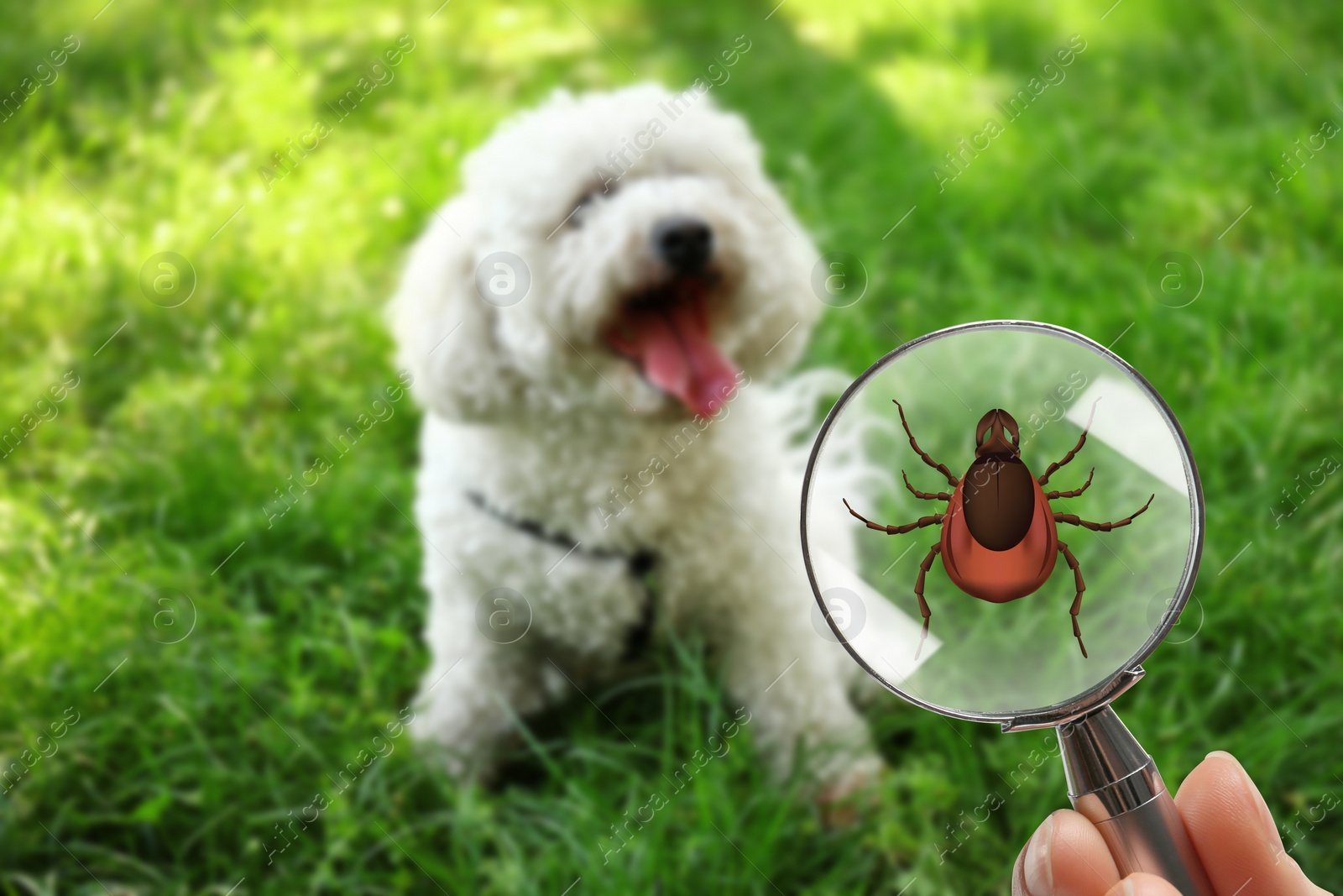 Image of Cute dog outdoors and woman showing tick with magnifying glass, selective focus. Illustration