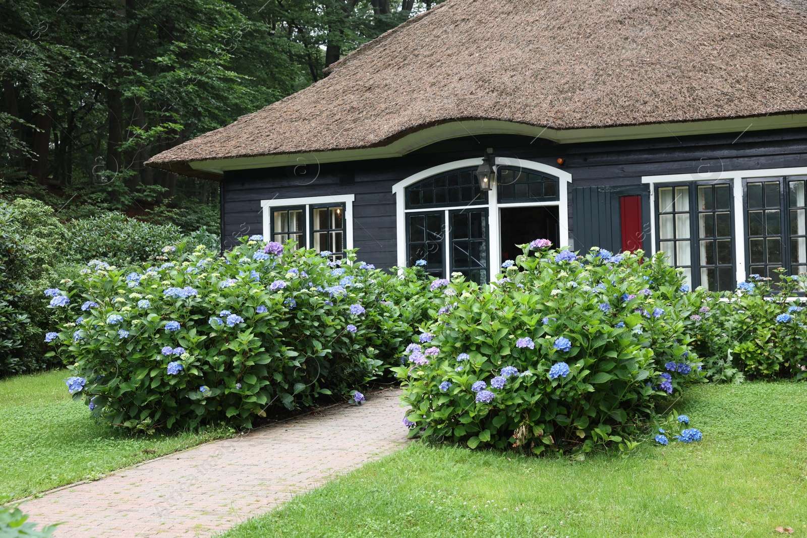 Photo of Beautiful blooming hydrangeas in front yard of lovely little cottage. Landscape design