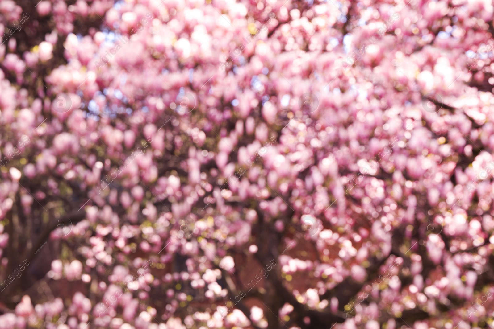 Photo of Blurred view of beautiful tree with pink blossom outdoors. Bokeh effect