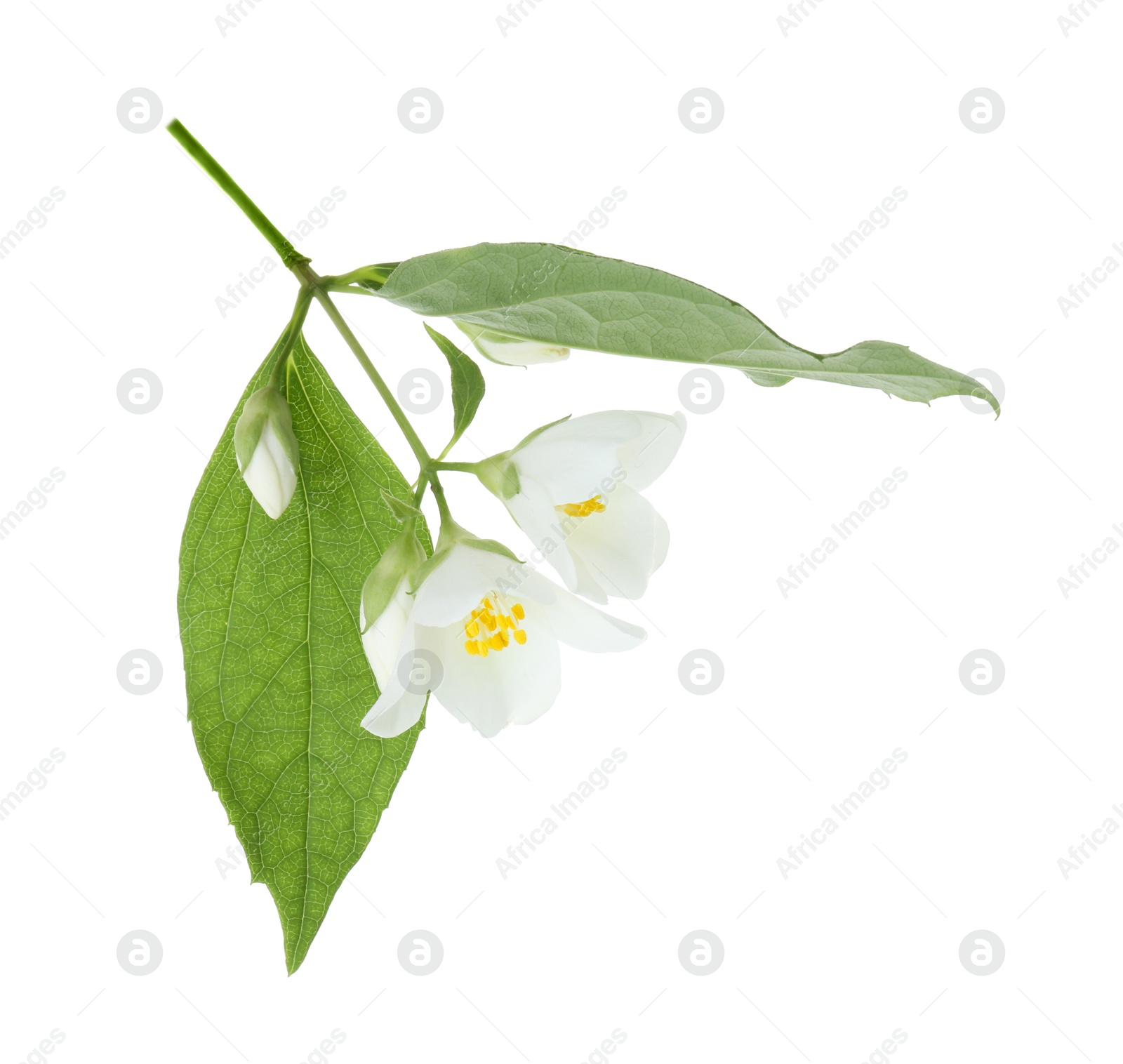 Photo of Branch of jasmine flowers and leaves isolated on white