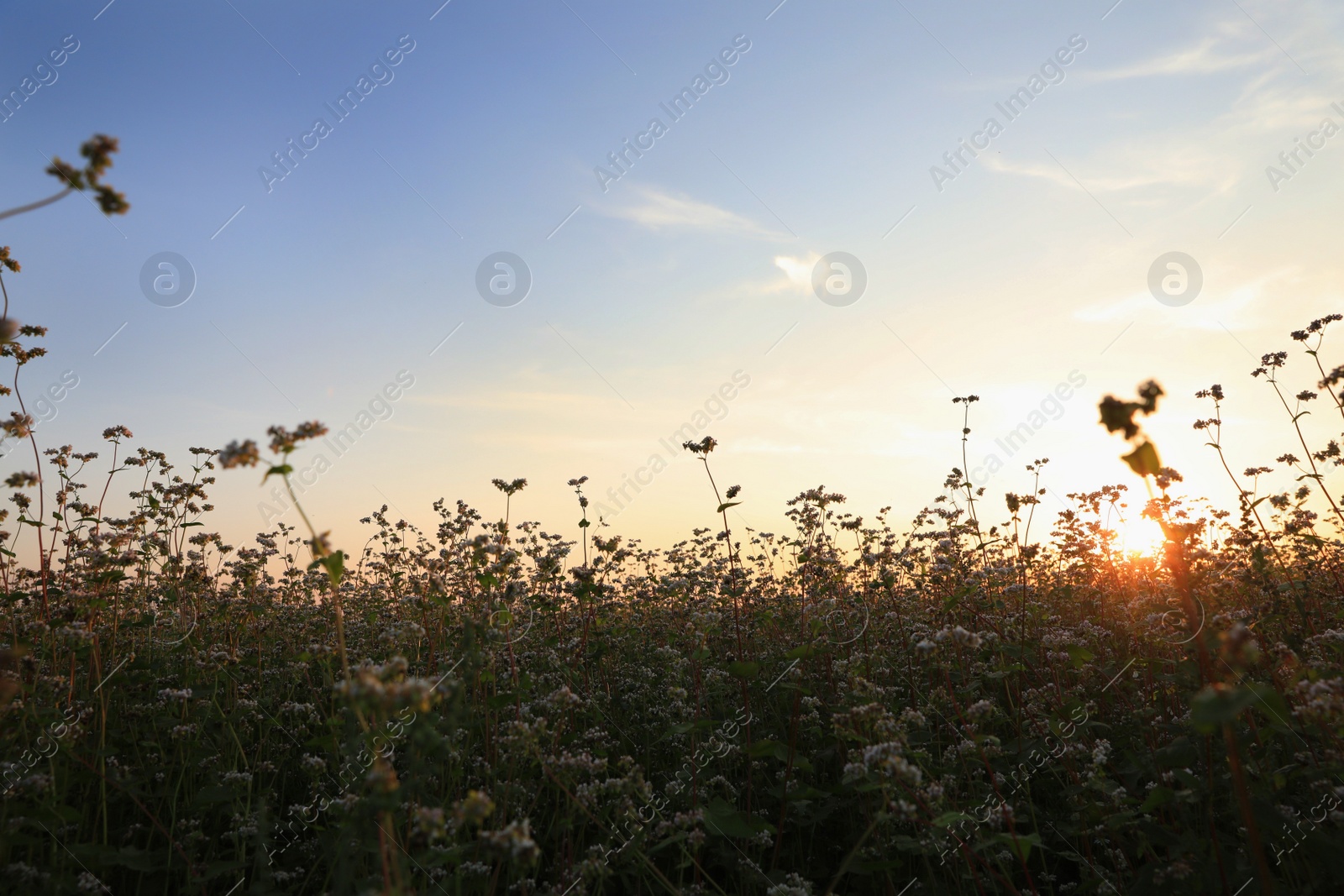 Photo of Beautiful view of blossoming buckwheat field at sunset