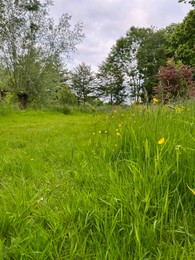 Photo of Fresh green grass, yellow flowers and trees outdoors on spring day