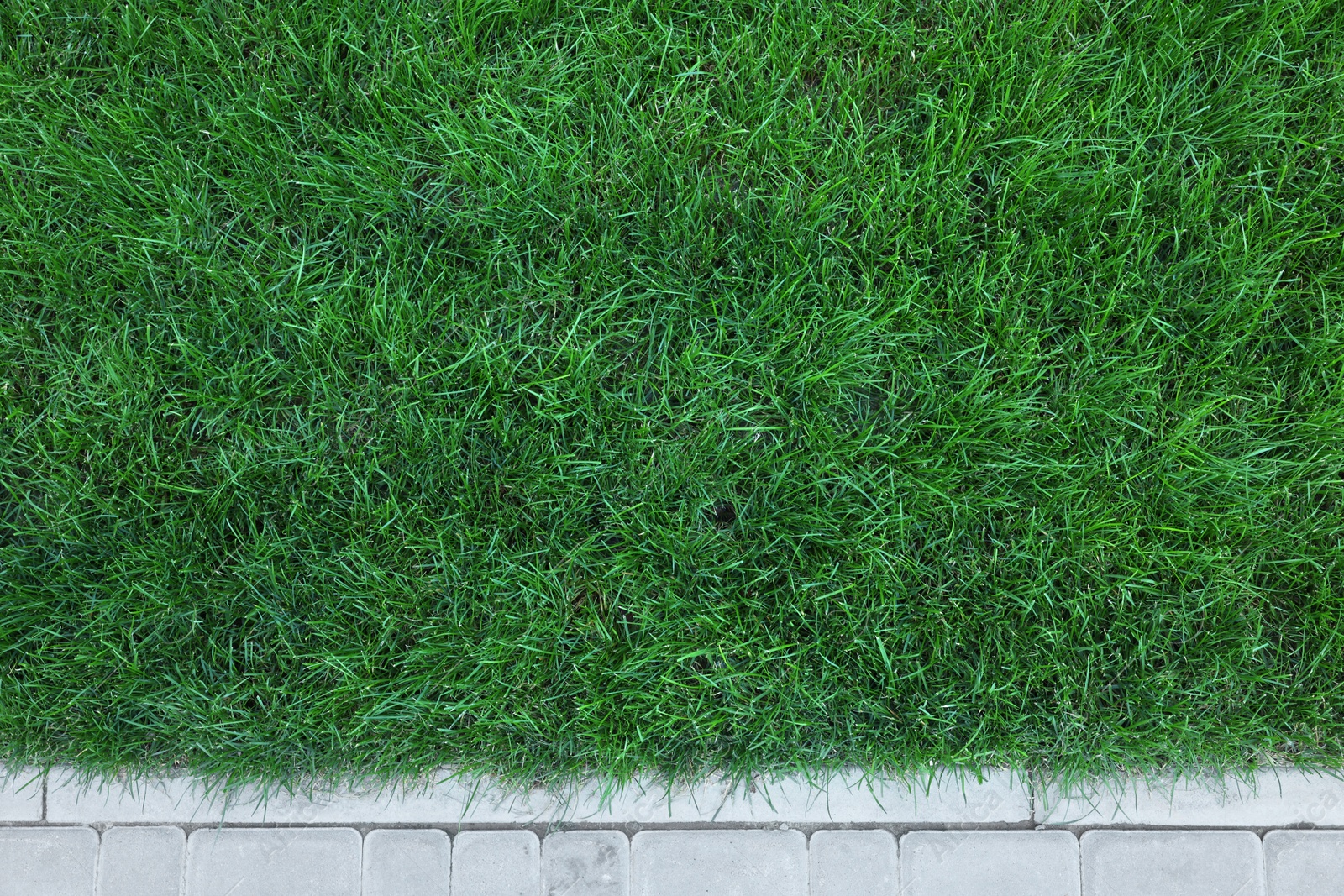 Photo of Fresh green grass growing outdoors on summer day, top view