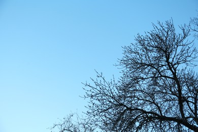 Photo of Tree against blue sky, low angle view