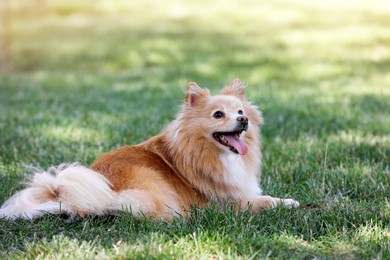 Photo of Cute dog lying on green grass in park