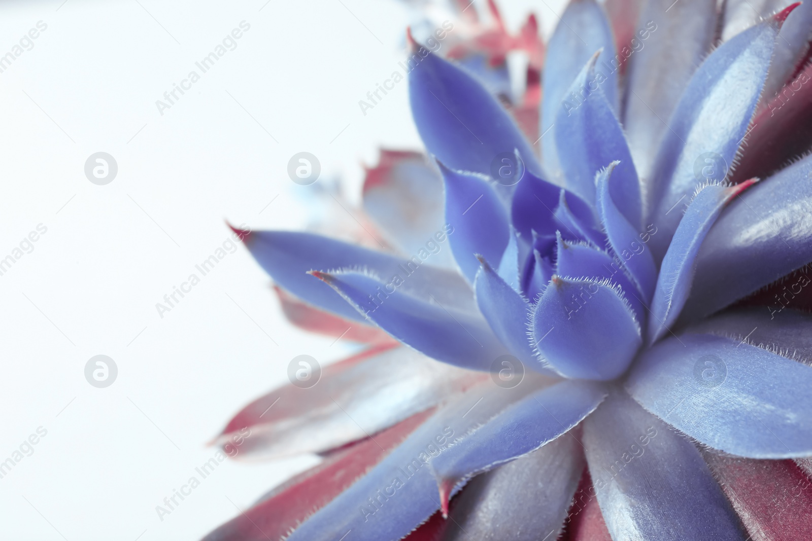 Image of Beautiful succulent plant on white background, closeup