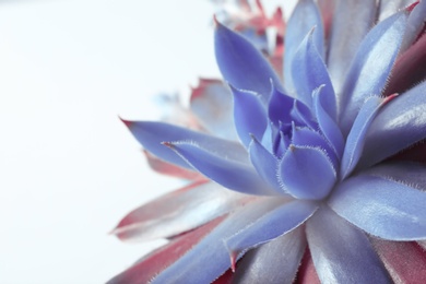 Beautiful succulent plant on white background, closeup