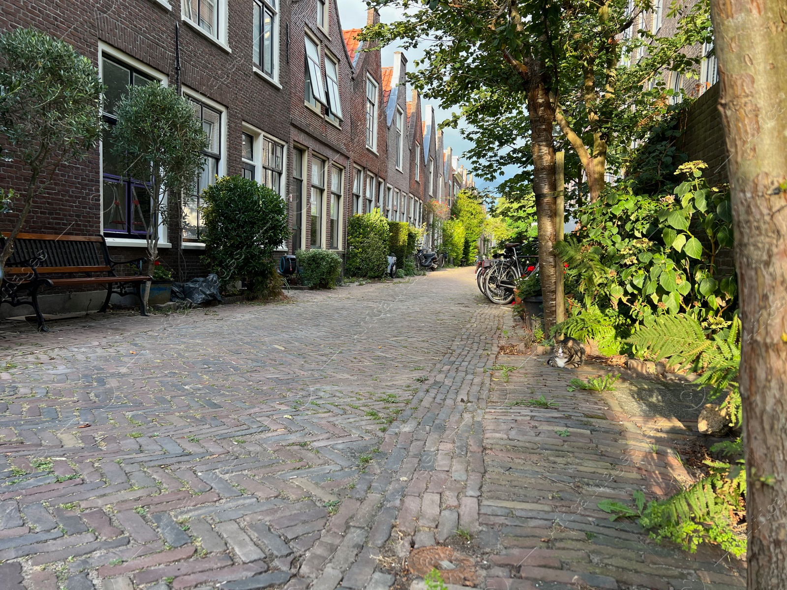 Photo of City street with beautiful buildings, bench and plants