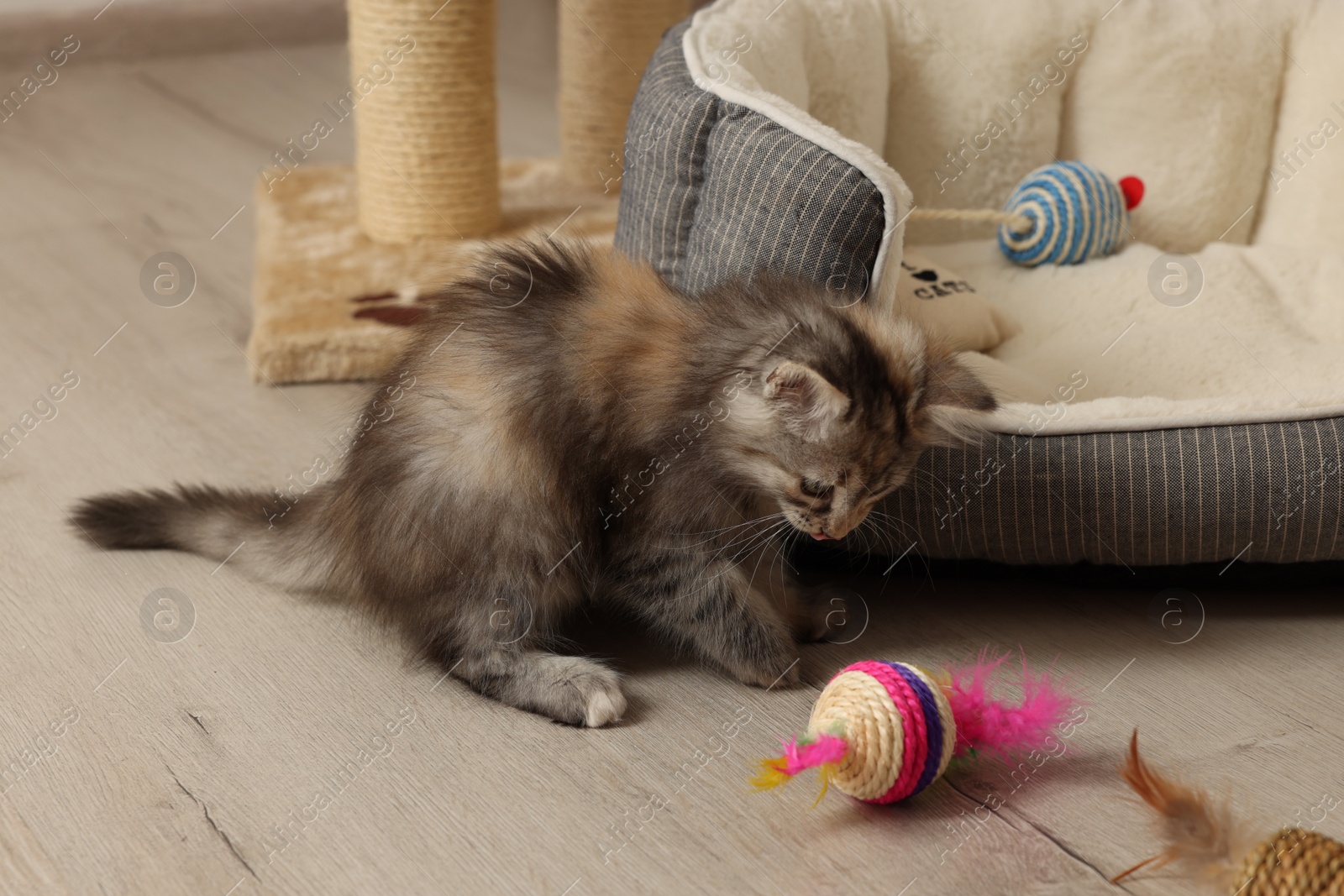 Photo of Cute fluffy kitten playing with toy at home