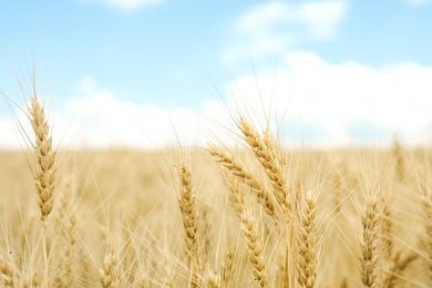 Photo of Golden wheat in grain field. Cereal farming