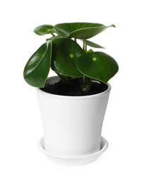 Pot with peperomia plant isolated on white. Home decor