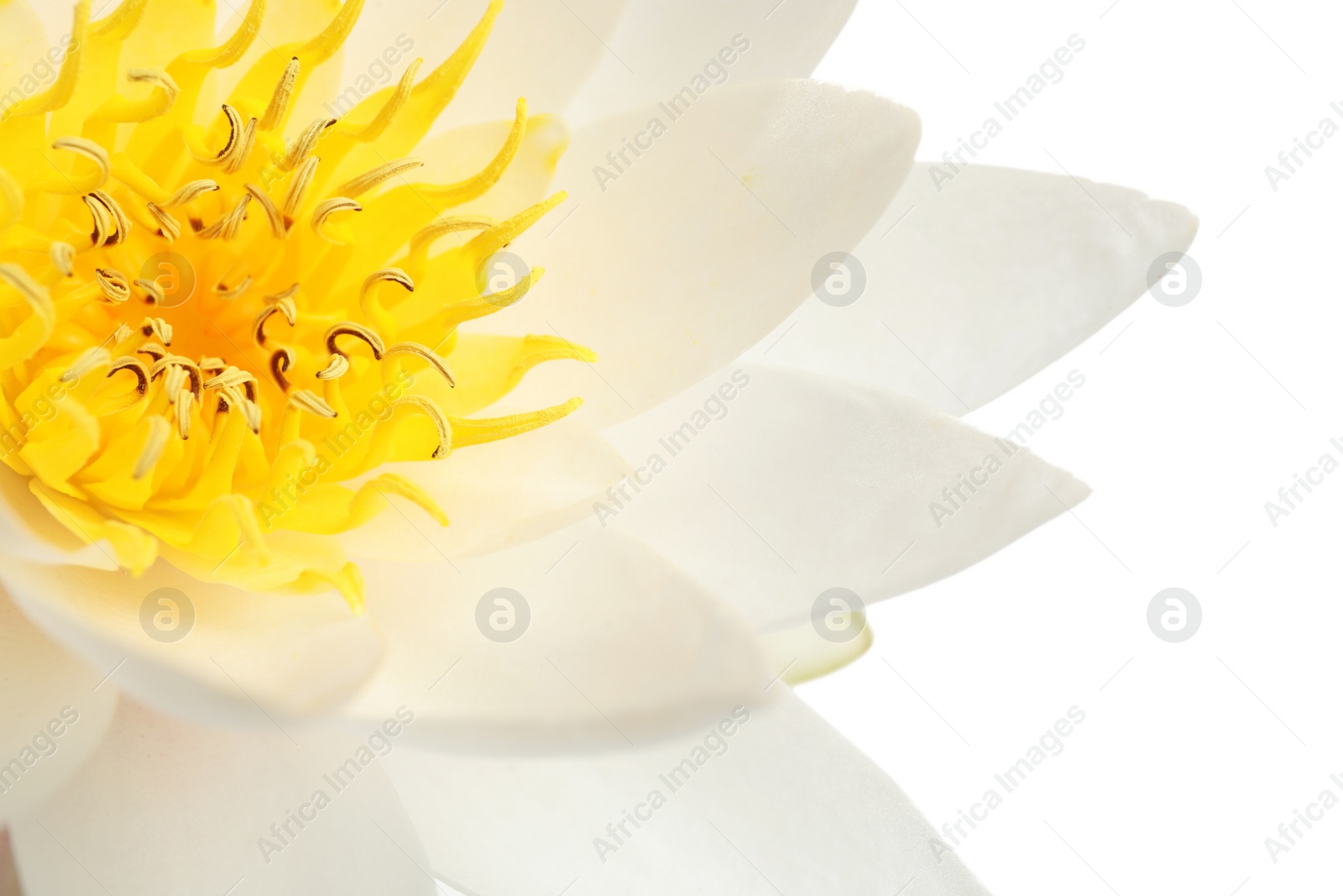 Photo of Beautiful blooming lotus flower on white background, closeup