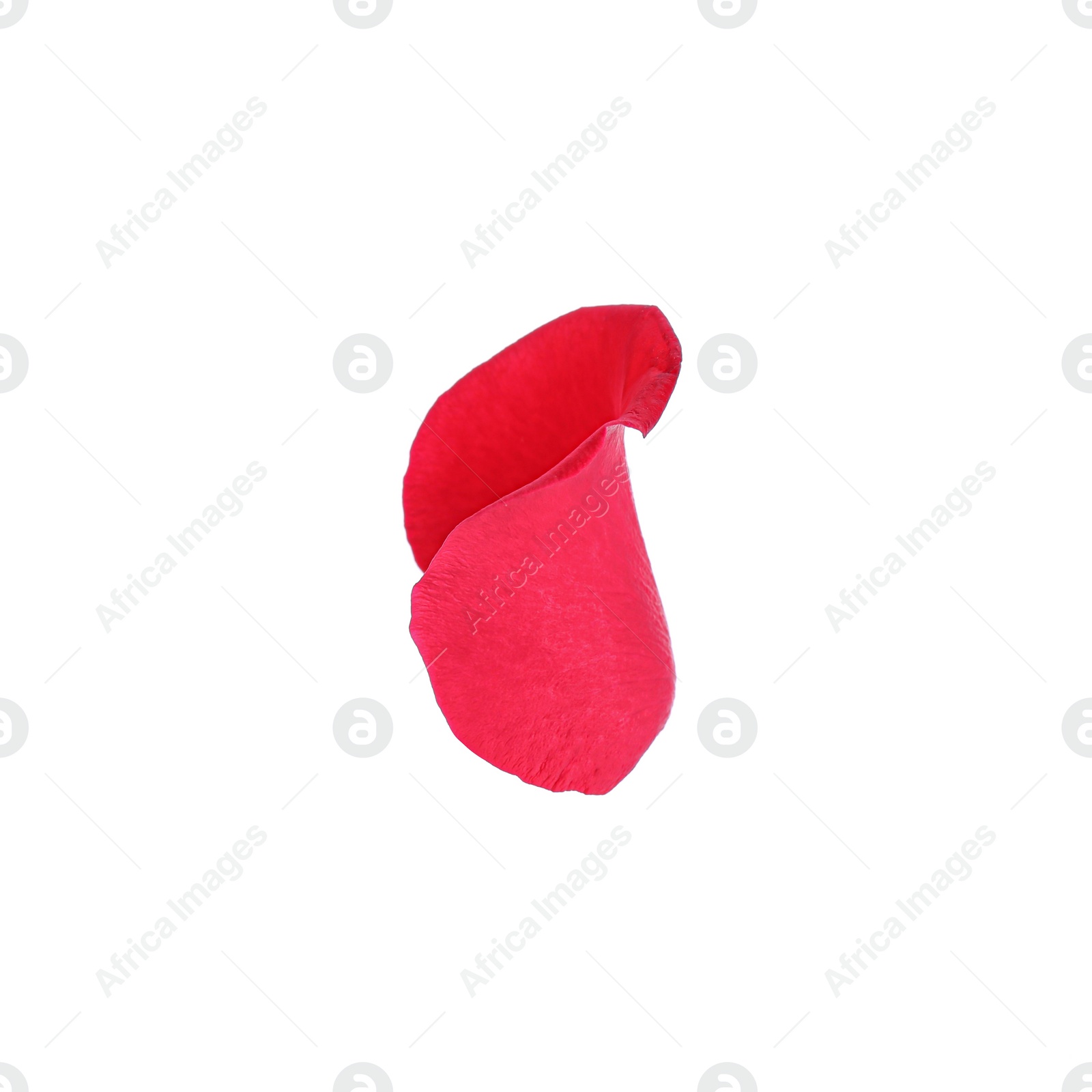 Photo of Tender red rose petal isolated on white