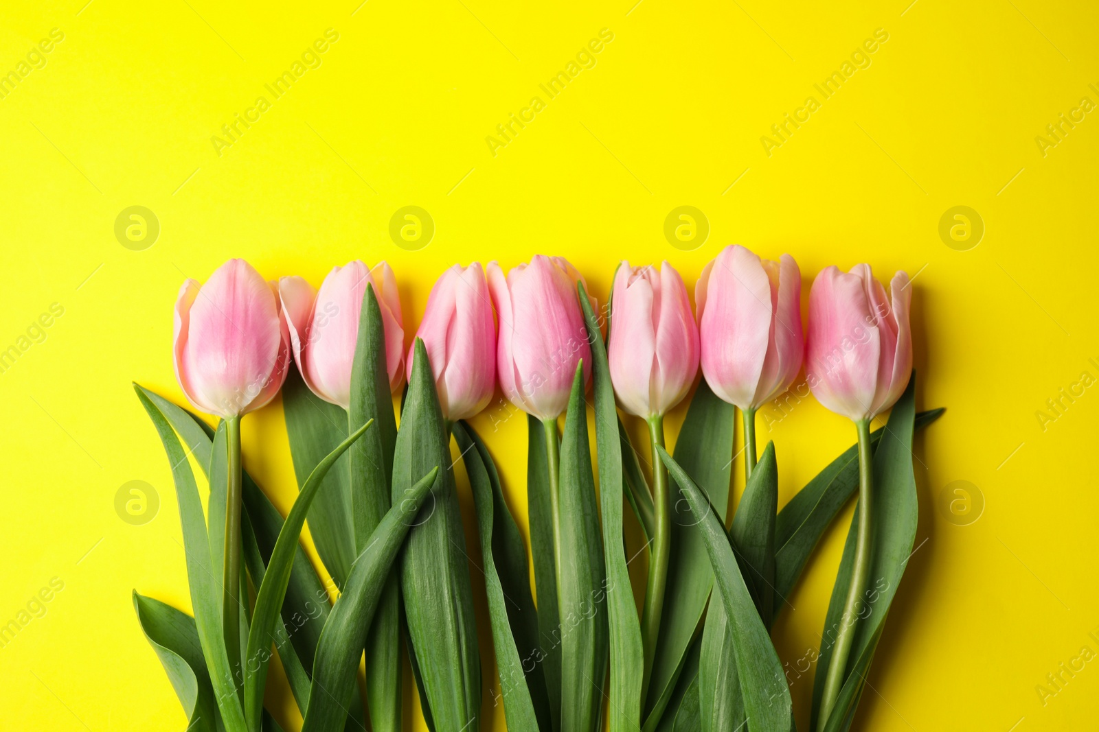 Photo of Beautiful pink spring tulips on yellow background, flat lay