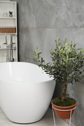 Photo of Beautiful young potted olive tree near tub in bathroom. Interior design