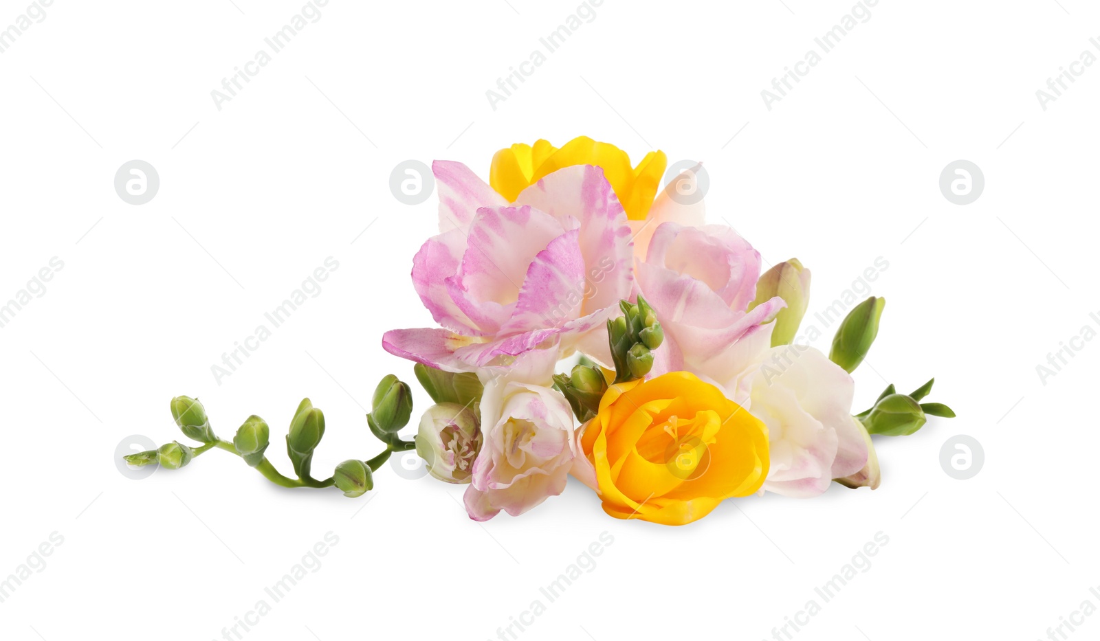 Photo of Bouquet of beautiful freesia flowers on white background