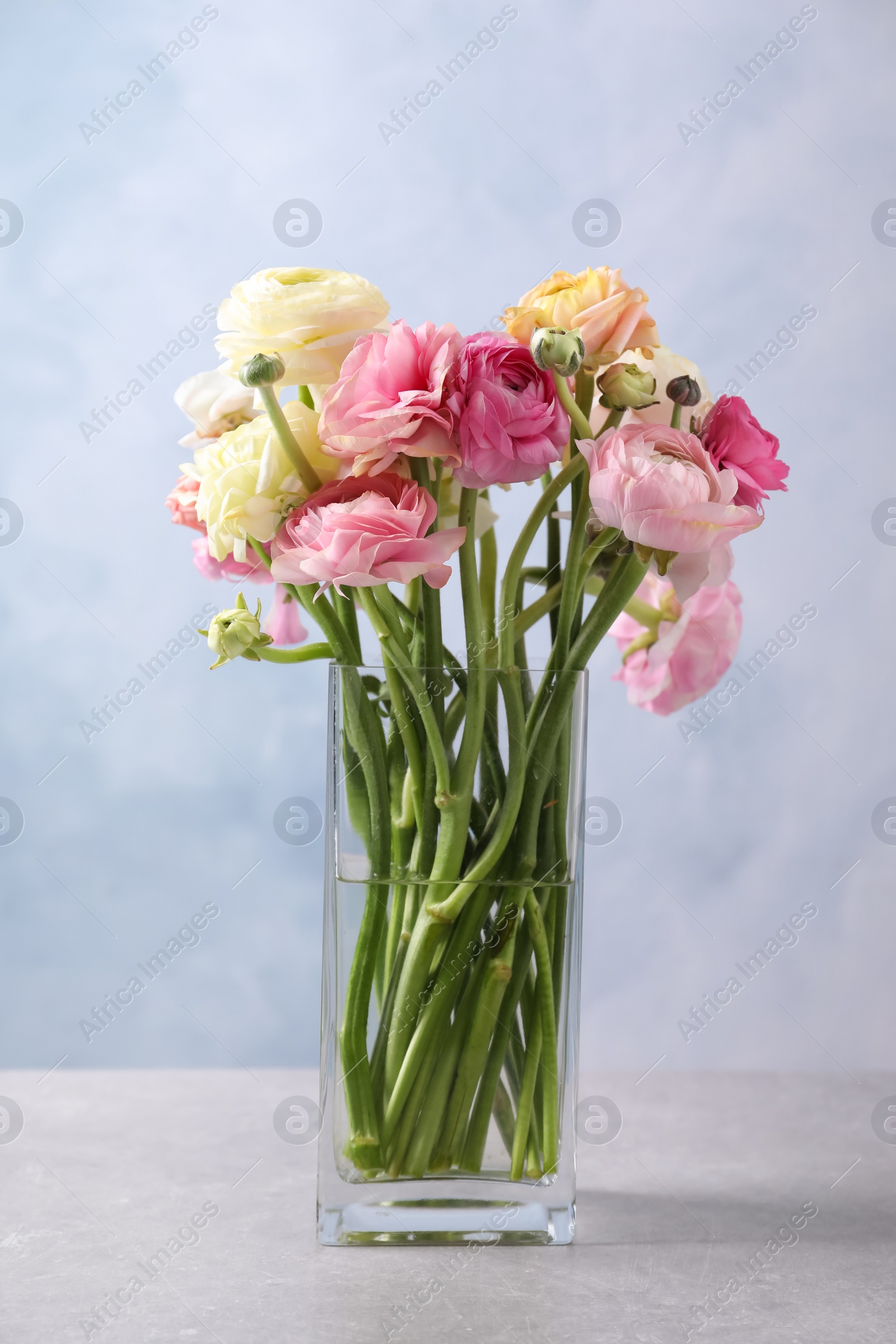 Photo of Beautiful ranunculus flowers in glass vase on table
