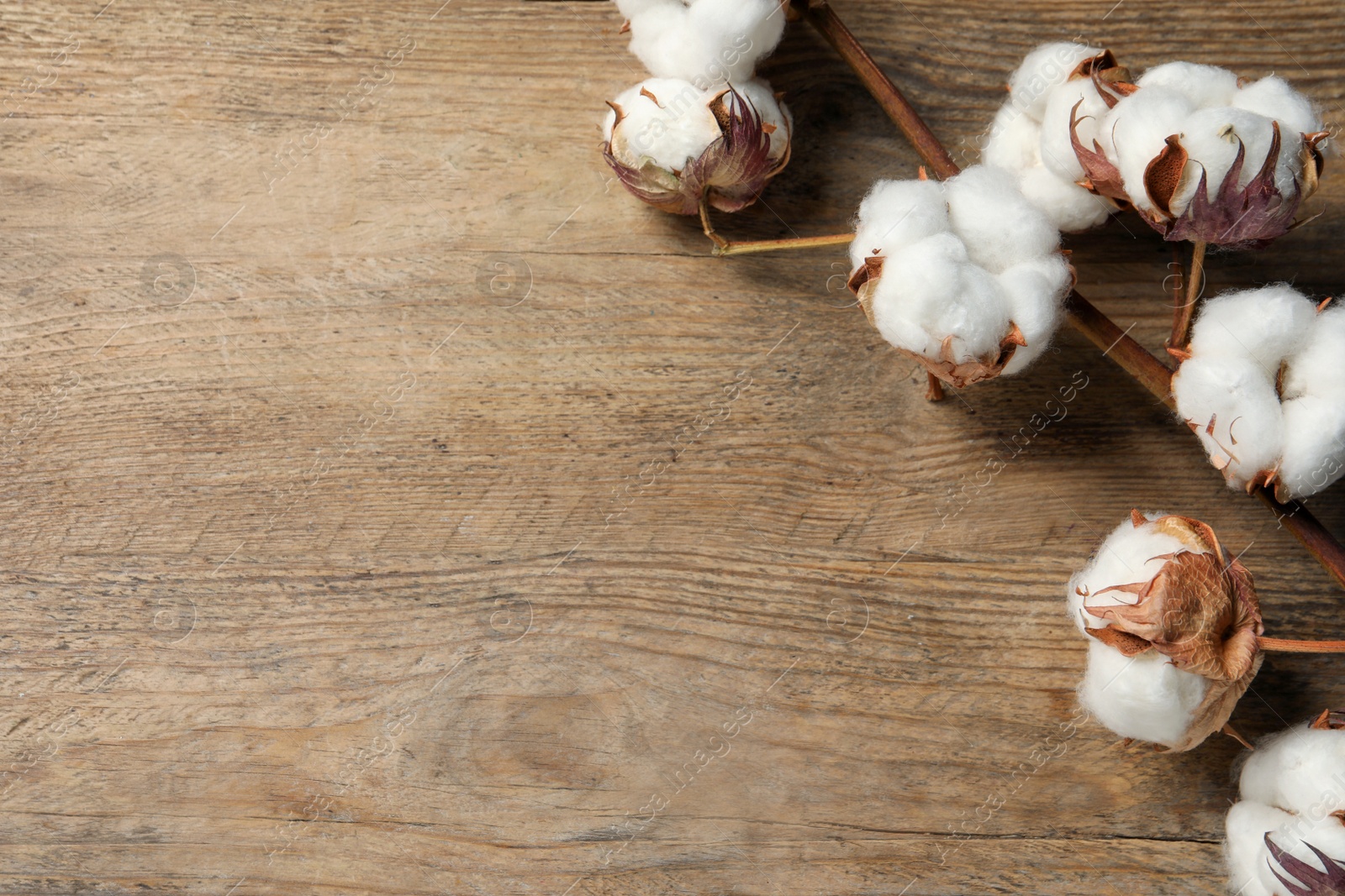 Photo of Dried cotton branch with fluffy flowers on wooden table, top view. Space for text