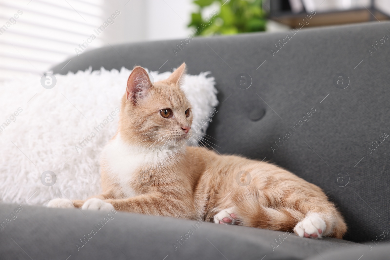 Photo of Cute ginger cat lying on sofa at home