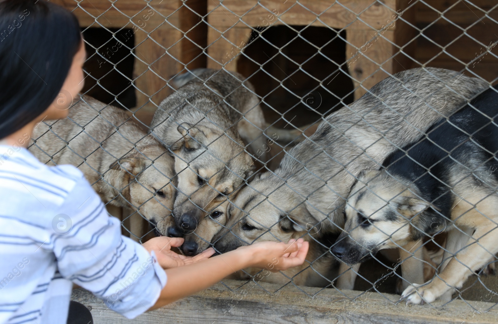 Photo of Woman near cage with homeless dogs in animal shelter. Concept of volunteering