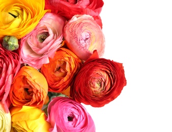 Beautiful fresh ranunculus flowers on white background, closeup