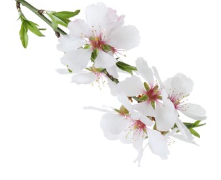 Tree branch with beautiful blossoms isolated on white. Spring season