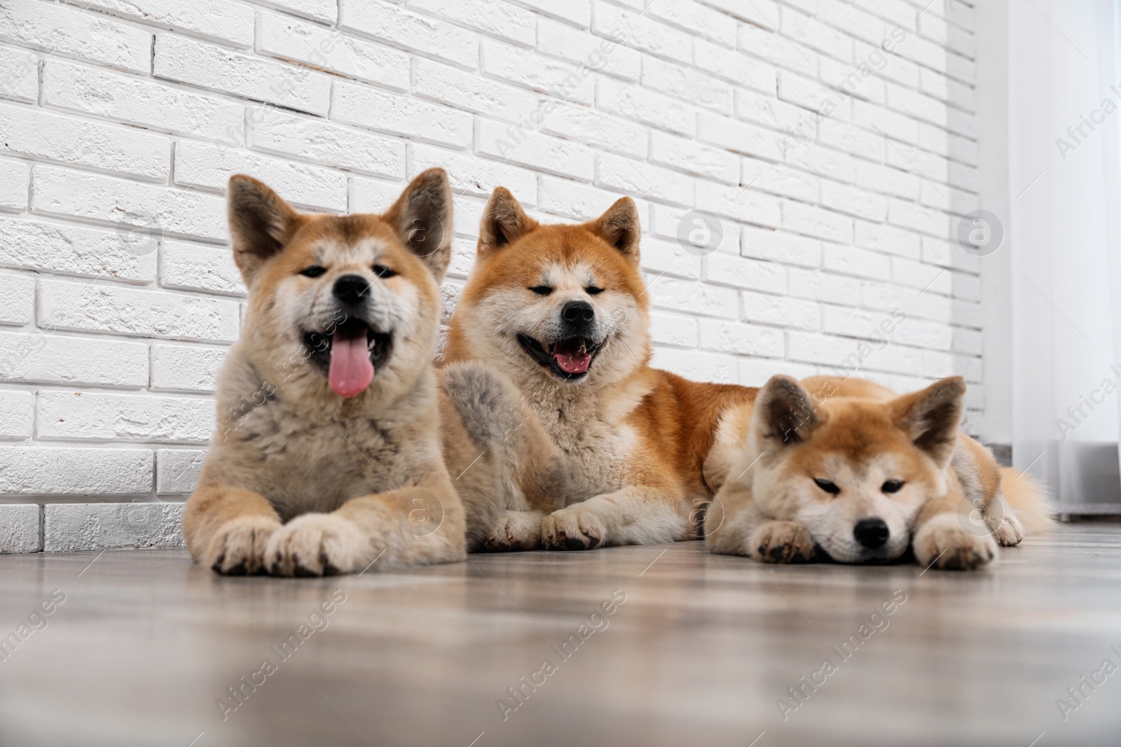 Photo of Adorable Akita Inu dog and puppies on floor indoors
