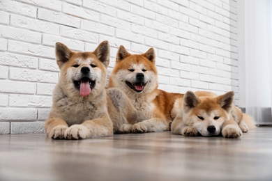 Photo of Adorable Akita Inu dog and puppies on floor indoors