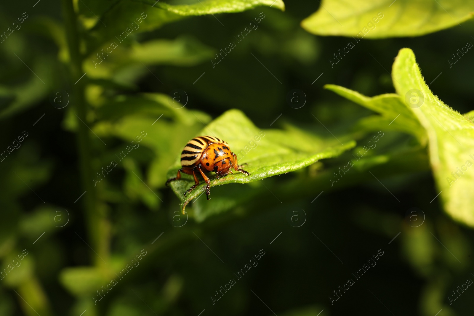 Photo of Colorado potato beetle on green plant outdoors, closeup