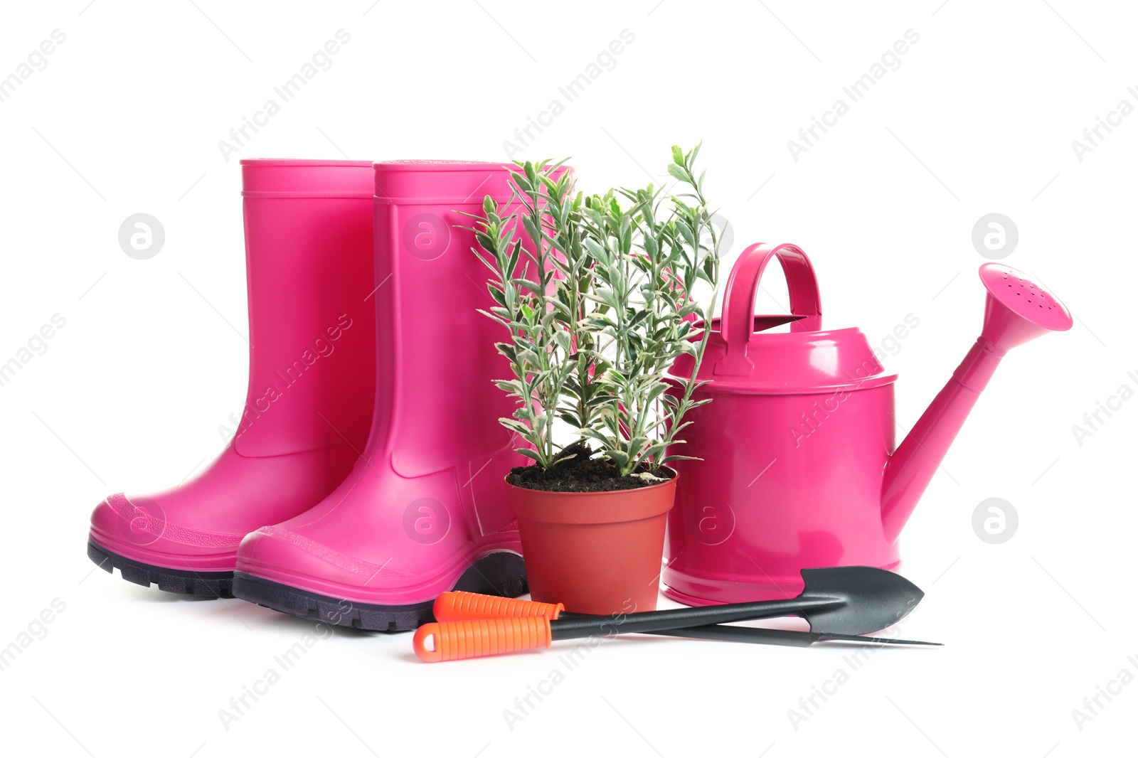 Photo of Plant, rubber boots and gardening tools on white background