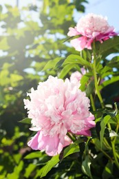 Photo of Wonderful pink peonies in garden on sunny day, closeup