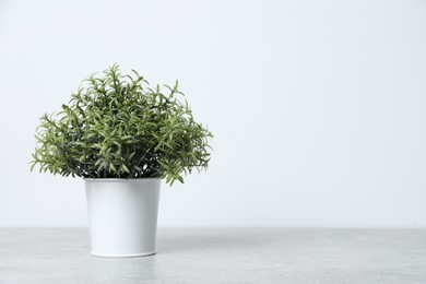 Photo of Aromatic green potted rosemary on light grey table, space for text