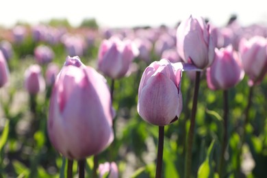 Photo of Beautiful blooming tulips in field on sunny day