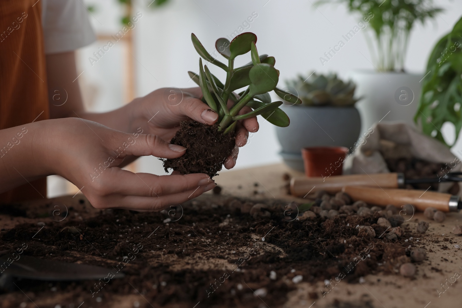 Photo of Woman transplanting beautiful houseplant at table indoors, closeup