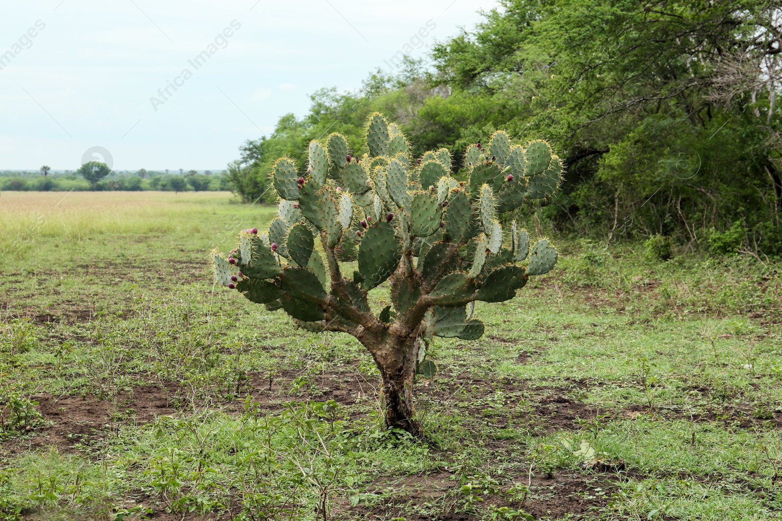 Photo of Beautiful green prickly pear cactus growing in field